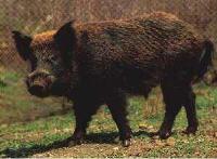 Ingrandisci in finestra separata