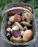 Ingrandisci in finestra separata