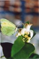 Ingrandisci in finestra separata