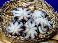 Ingrandisci in finestra separata