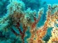 Ingrandisci in finestra separata