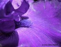 Ingrandisci in finestra separata