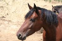 Ingrandisci in finestra separata