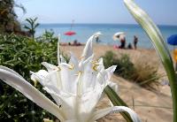 Ingrandisci in finestra separata